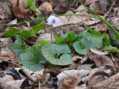 Viola missouriensis
