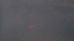 Sphoeroides annulatus