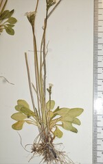 Primula egaliksensis