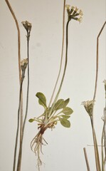 Primula egaliksensis