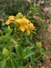 Barleria