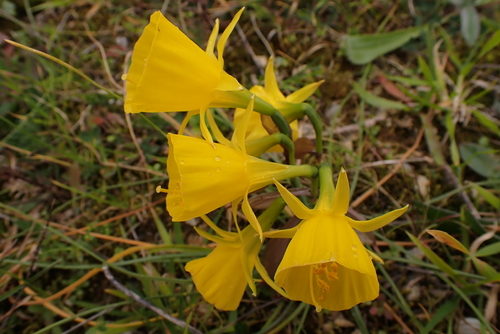 hoop-petticoat daffodil