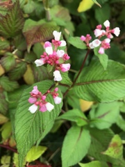 Koenigia campanulata