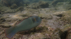 Halichoeres nicholsi