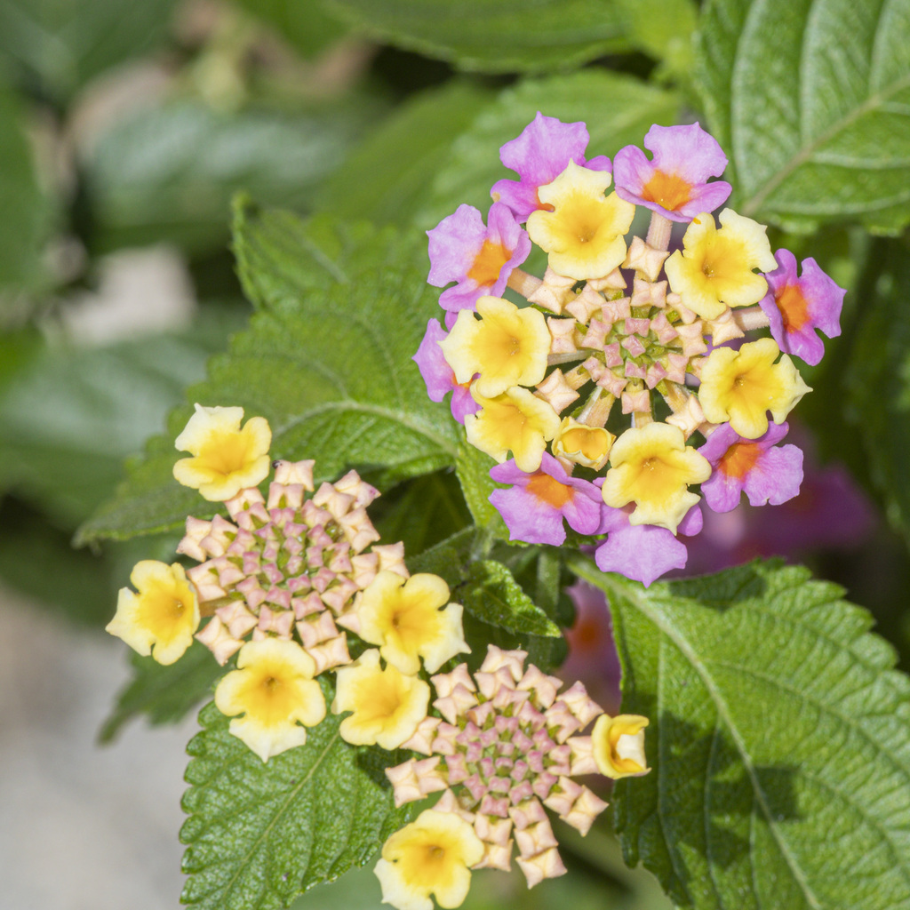 Lantana × strigocamara from Rowena Gardens, Orlando, FL 32803, USA on