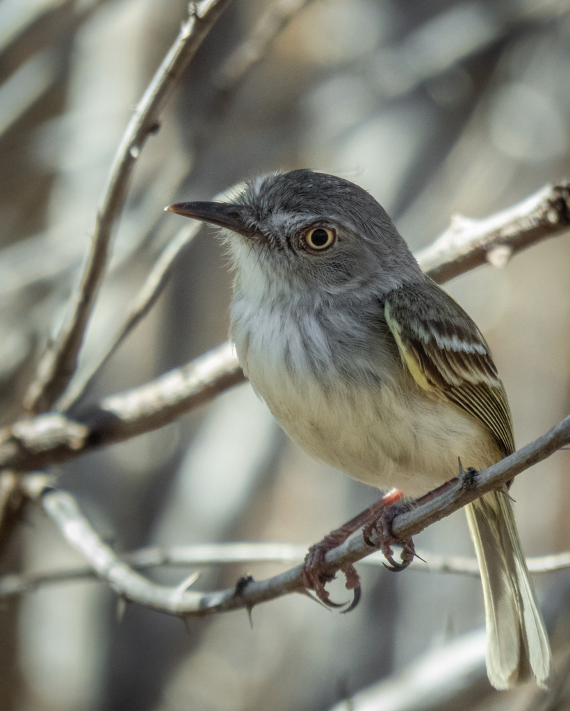 Pearly-vented Tody-Tyrant photo