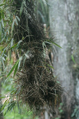 Phacellodomus erythrophthalmus