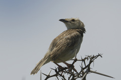 Cisticola natalensis