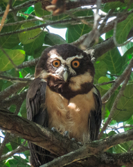 Pulsatrix perspicillata