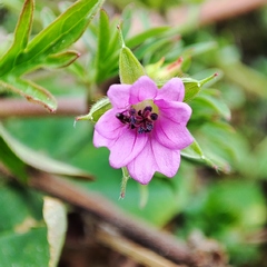Geranium columbinum