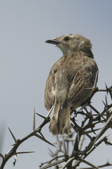 Cisticola natalensis