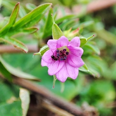 Geranium columbinum