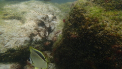 Johnrandallia nigrirostris