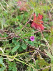 Geranium columbinum