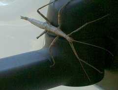 Megaphasma denticrus