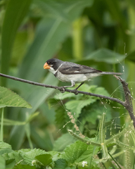 Sporophila albogularis