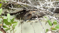 Butorides striata sundevalli