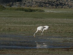 Phoenicoparrus jamesi