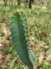 Cereus jamacaru