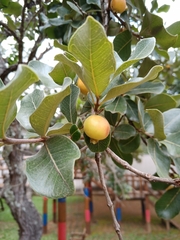 Psidium laruotteanum