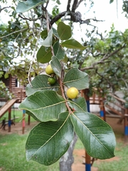 Psidium laruotteanum