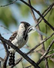 Sakesphoroides cristatus