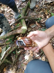Lissachatina fulica