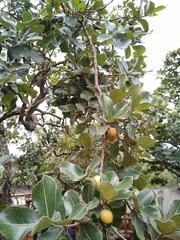 Psidium laruotteanum
