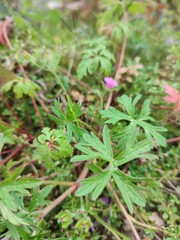 Geranium columbinum