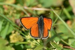 Lycaena hippothoe