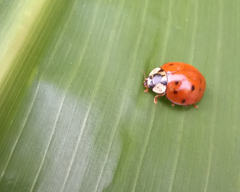 Harmonia axyridis