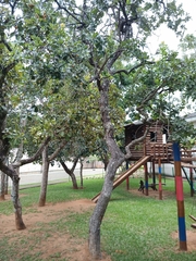 Psidium laruotteanum