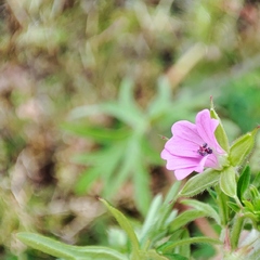 Geranium columbinum