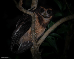 Pulsatrix koeniswaldiana