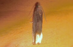 Eucosma flavispecula