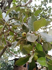 Psidium laruotteanum