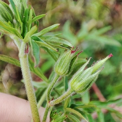Geranium columbinum