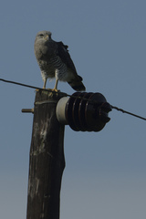 Circaetus fasciolatus