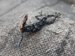 Tarentola mauritanica