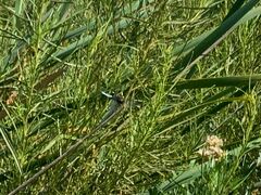 Erythrodiplax connata