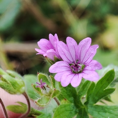 Geranium columbinum