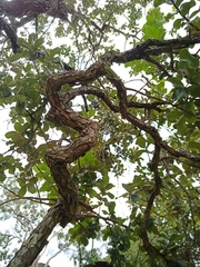 Psidium laruotteanum