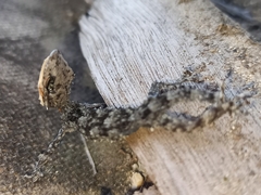 Tarentola mauritanica