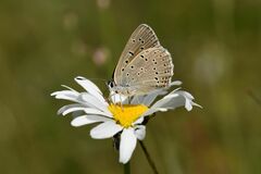 Lycaena hippothoe