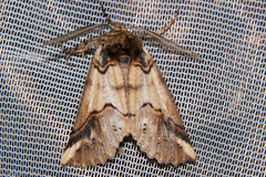 Declana junctilinea