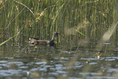 Paragallinula angulata