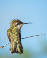 Chrysolampis mosquitus