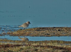Charadrius alticola