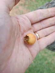 Psidium laruotteanum
