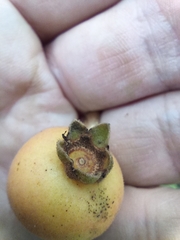 Psidium laruotteanum